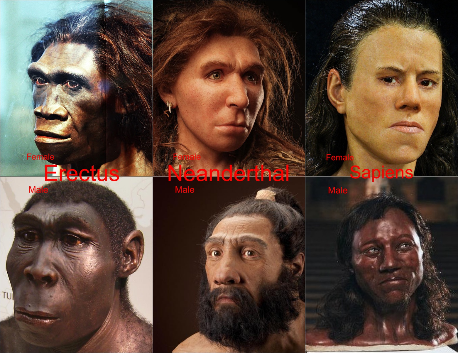 From left to right: Reconstructions of Erectus, Neanderthal and Sapiens fro...