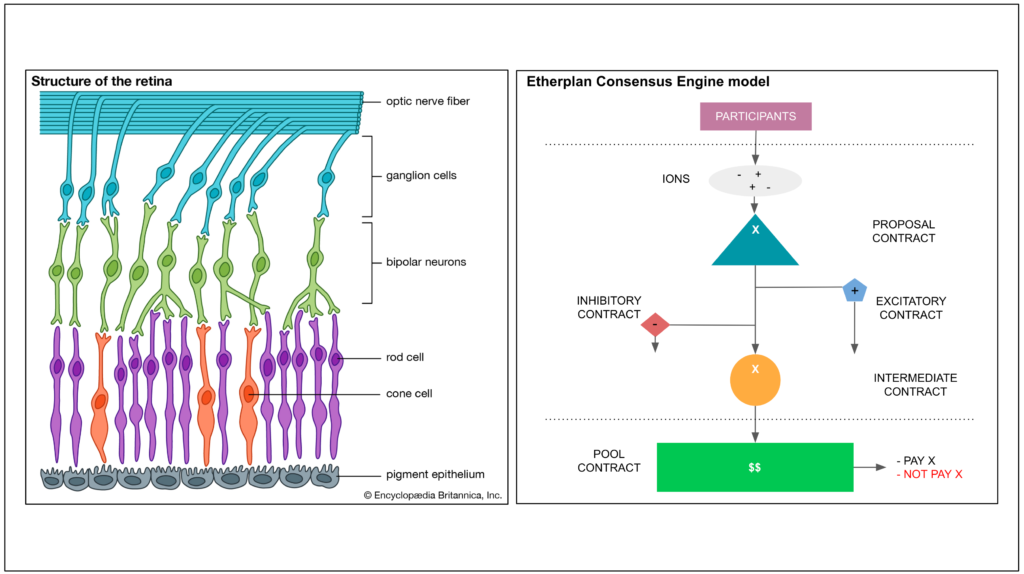 Diagram 2: Structure of the retina by Britannica and the Etherplan Consensus Engine model.