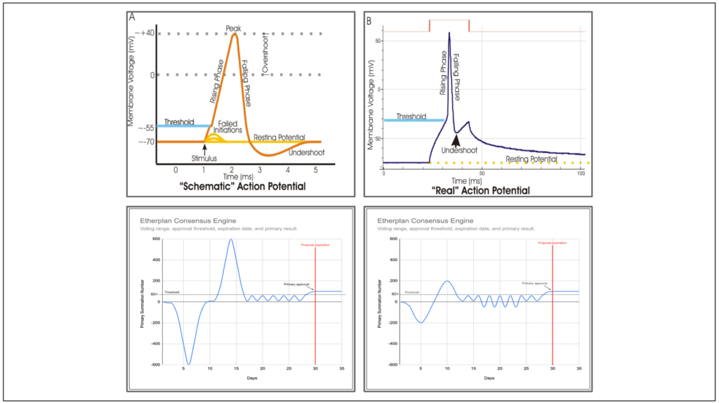 Figure 1: Comparison of neuron action potentials (top 2 charts - source Wikipedia) and the ECE proposal contract primary approval voting process (bottom 2 charts), including resting state, possible oscillation scenarios, threshold, proposal expiration, and primary result.